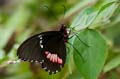 285 rotgetuepfelter Schwalbenschwanz - Papilio anchisiades